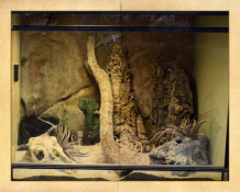 Zu sehen ist ein trockenes Gecko Terrarium