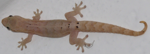 Ein Jungferngecko auf einem Sanduntergrund
