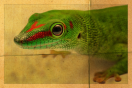 Auf dem Foto ist ein Madagaskar Gecko zu sehen