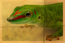 Portrait_Madagaskar_Taggecko_2.png