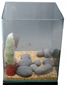 Ein relativ leeres Pressglasterrarium