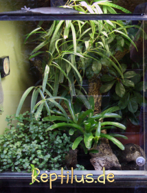 Zu sehen ist ein feuchtes Gecko Terrarium