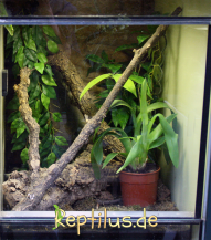 Ein Regenwaldterrarium mit einem Ast und einem Topf im Innern