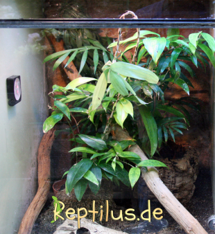 Regenwaldterrarium mit vielen Möglichkeiten zum Klettern