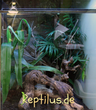 Hohes Baumterrarium mit vielen Klettermöglichkeiten