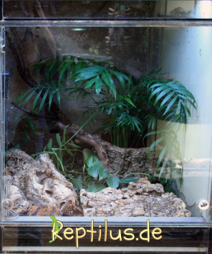 Ziemlich dunkles grün-Terrarium