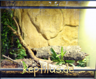 Ein relativ leeres grünes Terrarium