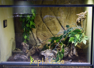 Ein großes feuchtes Terrarium mit seinen 3 Bewohnern