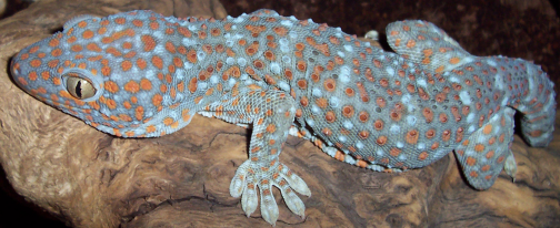 Ein Tokeh Gecko sitzt auf einem Baumstamm