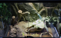Auf dem Foto ist ein mittelgroßes Wüsten Terrarium zu sehen