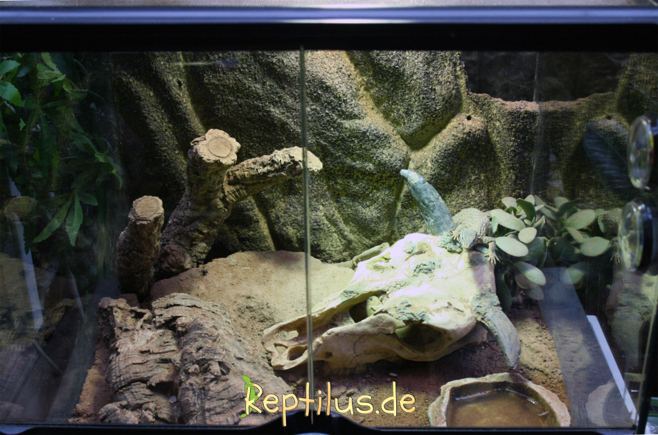 Was zeichnet ein Gecko Terrarium aus? -