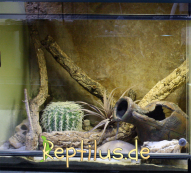 Ein mittelgroßes Wüsten Gecko Terrarium