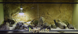 Ein riesiges Wüsten Terrarium mit Agame