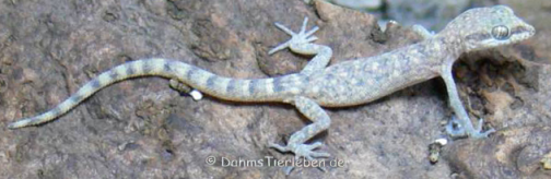 Ein Zwergwüstengecko auf einem Stein