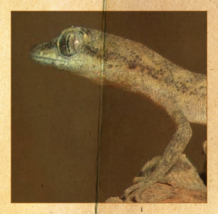 Ein Zwergwüstengecko steht auf einem Stein