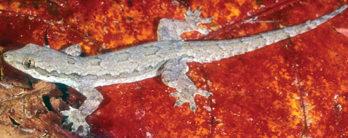 Ein asiatischer Hausgecko auf einem roten Blatt