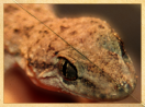 Ein asiatischer Haustiergecko schaut ins Bild