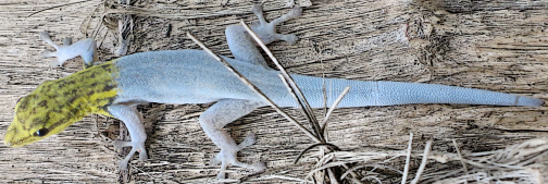 Ein Gelbkopfgecko auf einem Baum