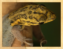 Ein Gelbkopfgecko schaut nach rechts
