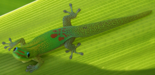 Goldstaubtaggecko auf grünem Blatt