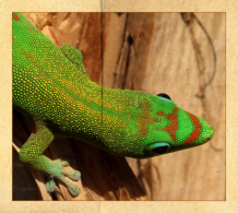 Ein Goldstaubtaggecko an einem Bananenbaum