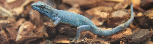 Ein himmelblauer Zwergtaggecko am Glas