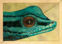 Ein himmelblauer Zwergtaggecko schaut nach rechts