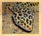 Ein Leopardgecko im Sand