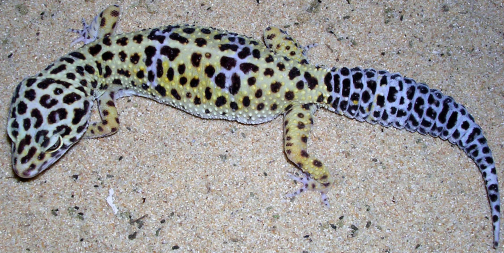 Ein Leopardgecko im Sand