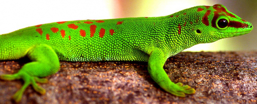 Madagaskar Gecko an einem Baum