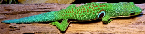 Ein Pfaunaugen Taggecko auf einem Baumstamm
