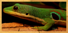 Pfaunaugen Taggecko auf Baumstamm