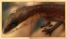 Ein Katzengecko auf einer Hand