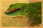 Madagaskar Gecko repräsentierend für Geckos -> zu den Geckos