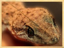 Ein asiatischer Hausgecko schaut von links ins Bild