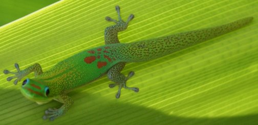 Goldstaubtaggecko auf grünem Blatt