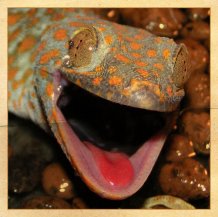 Ein Tokeh Gecko schaut in die Kamera